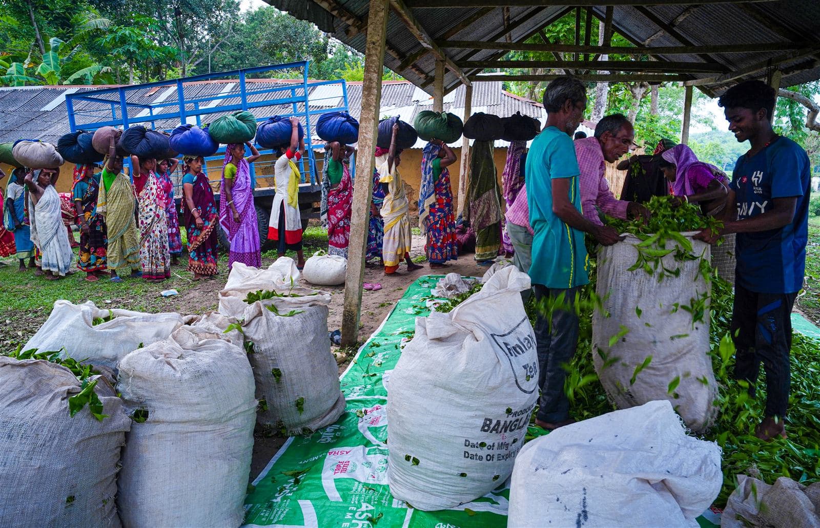Hands at harvest on Mirtinga Tea Estate