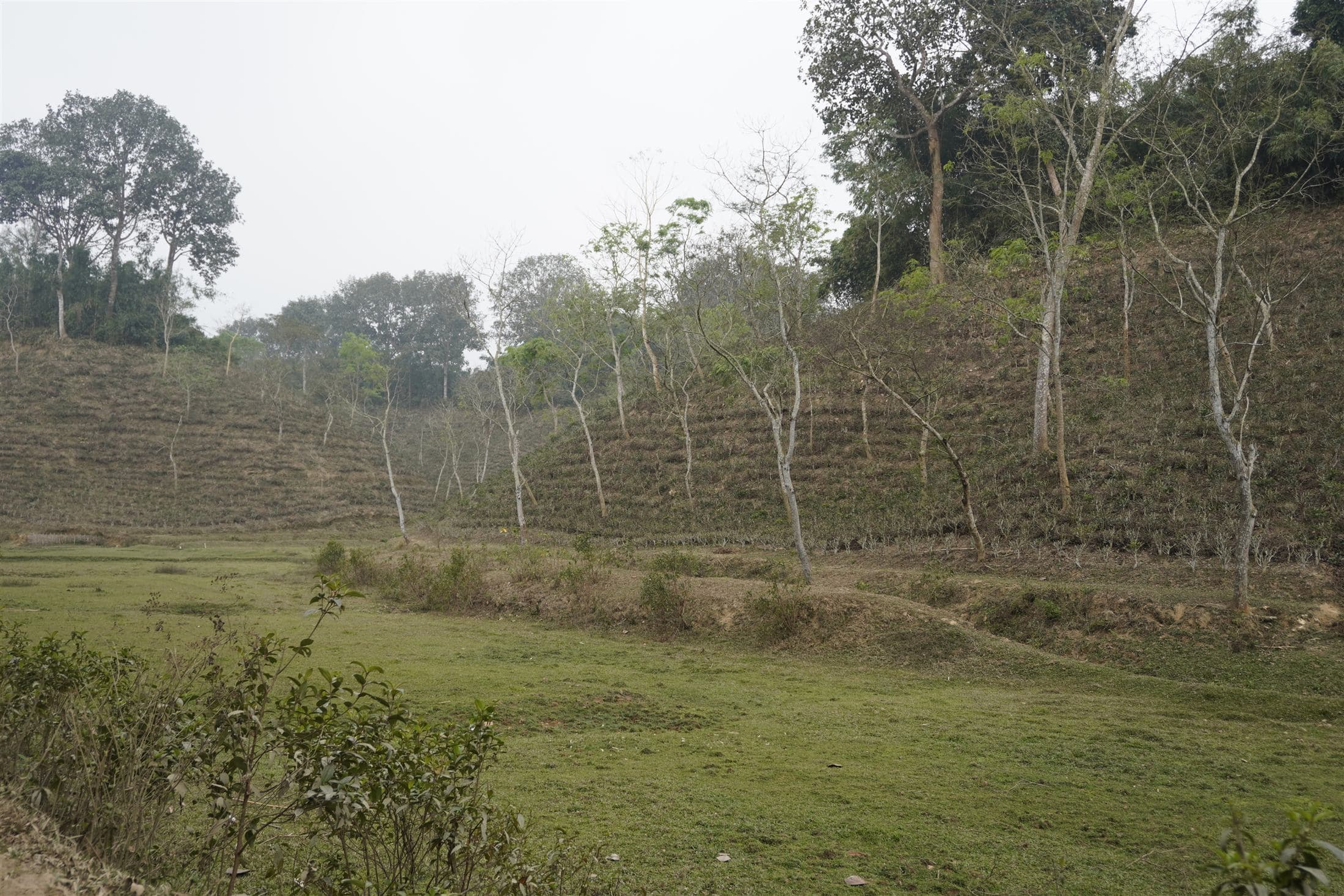 Misty tea rows at Mirtinga