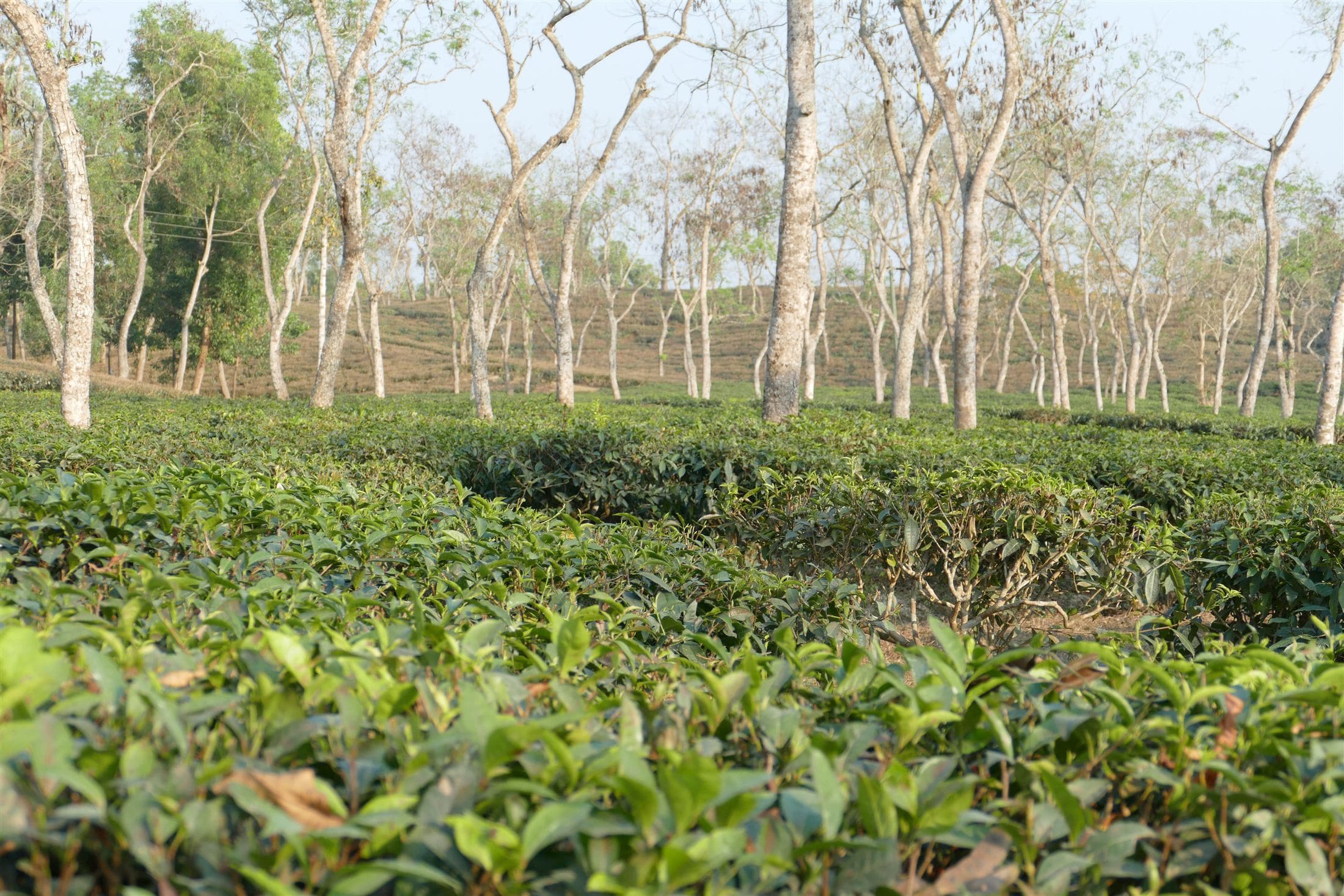 Morning mist over Mirtinga tea rows