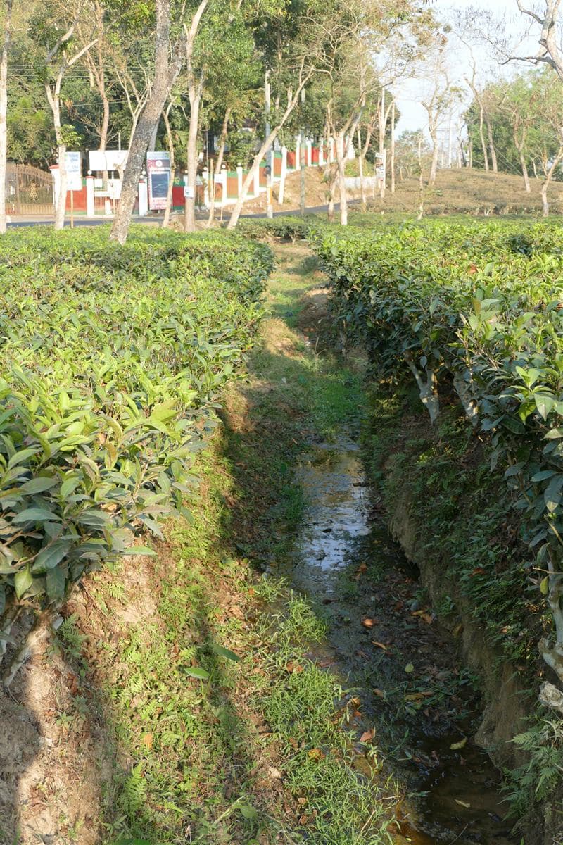 A tea master inspecting leaves at Mirtinga Tea Estate