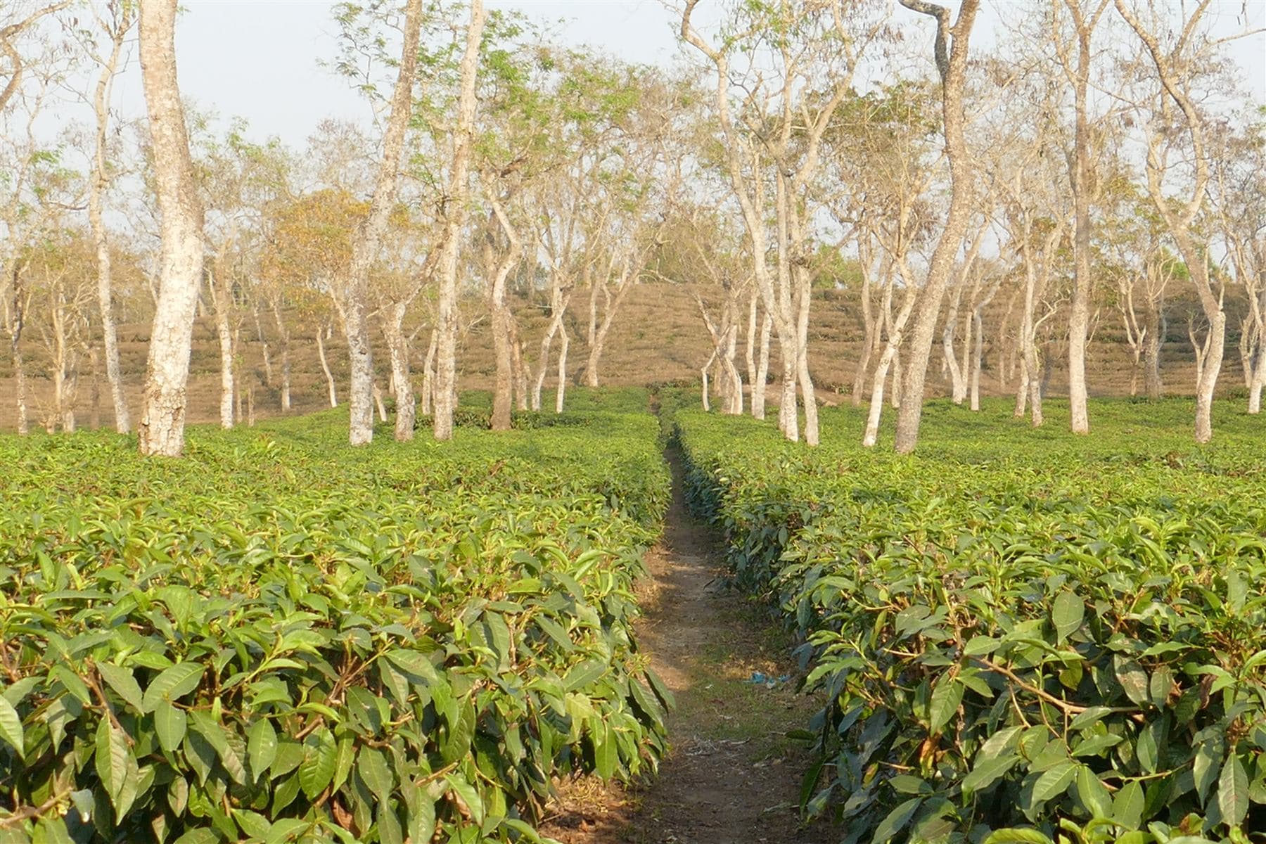 Misty tea garden slopes at Mirtinga Tea Estate in Kamalganj, Bangladesh