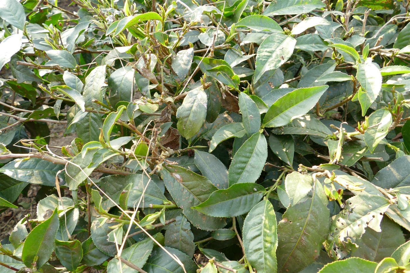 Two leaves and a bud hand-plucked at Mirtinga Tea Estate